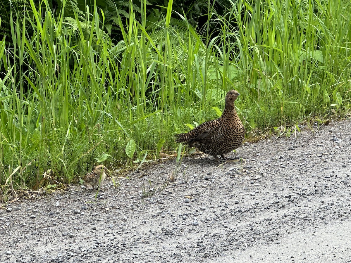 Spruce Grouse - ML621336665