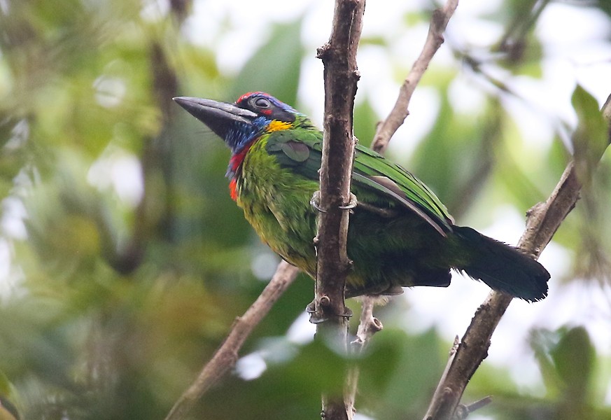 Red-crowned Barbet - ML621336691