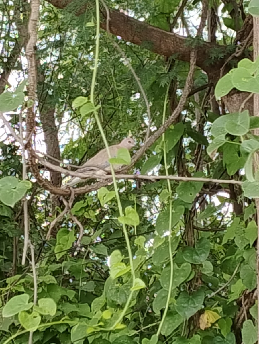 Laughing Dove - ML621336758