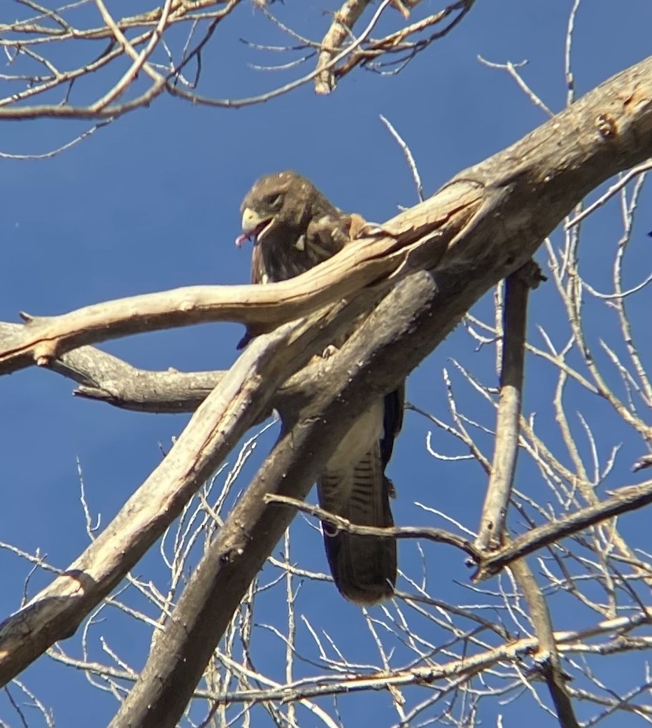 Harris's Hawk - ML621336775