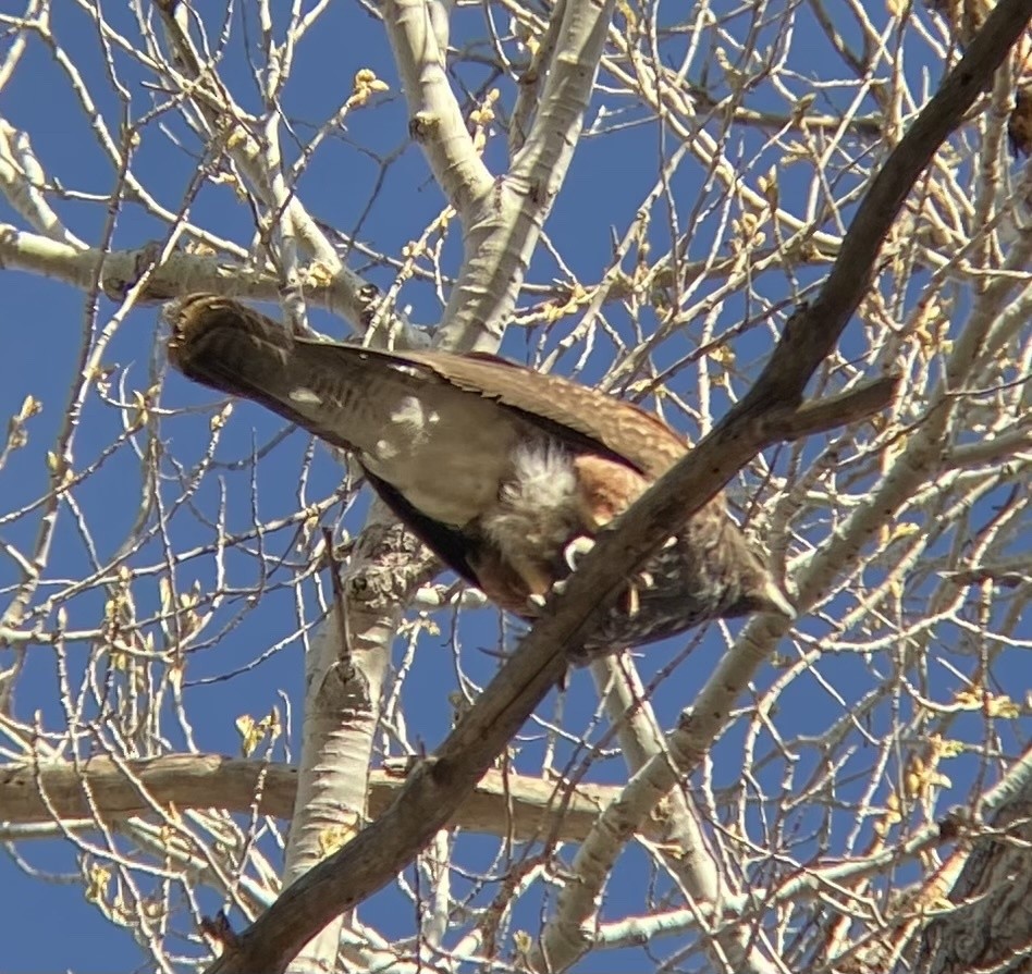 Harris's Hawk - ML621336778