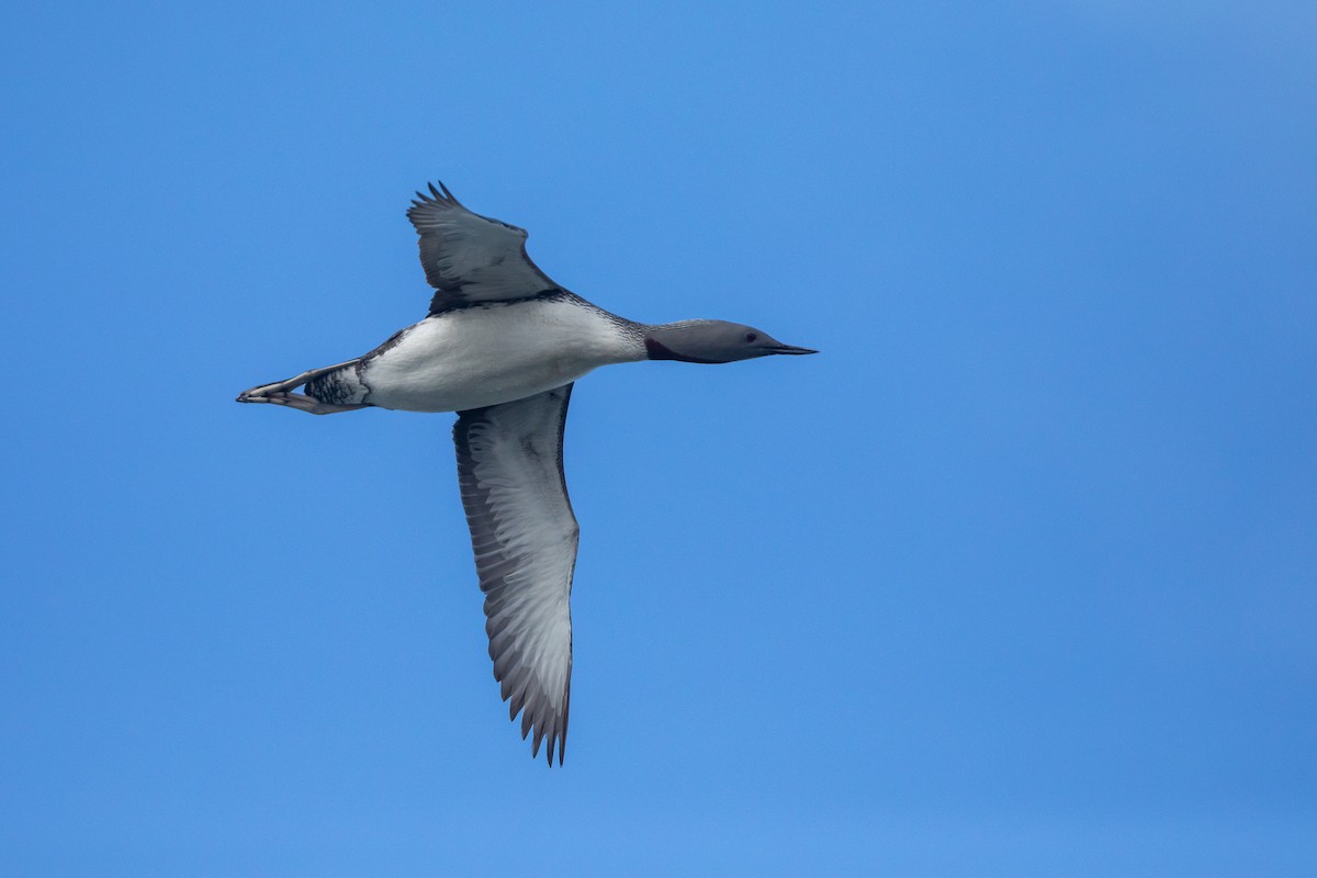 Red-throated Loon - ML621336792