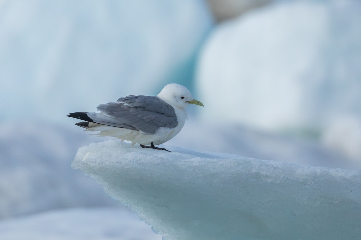 Black-legged Kittiwake - ML621336796