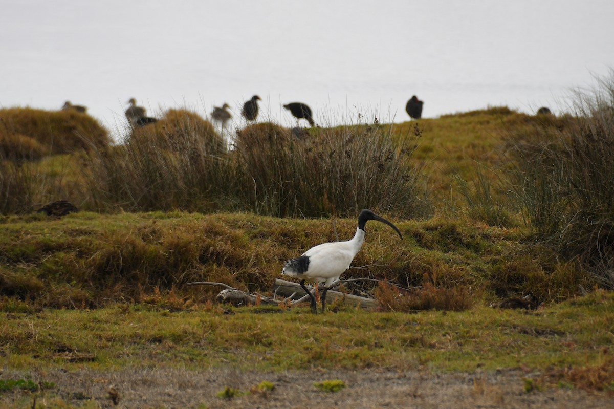 Australian Ibis - ML621336808