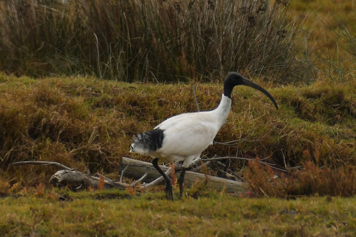 Australian Ibis - ML621336811