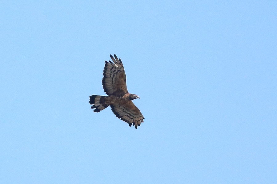 Oriental Honey-buzzard - ML621336831