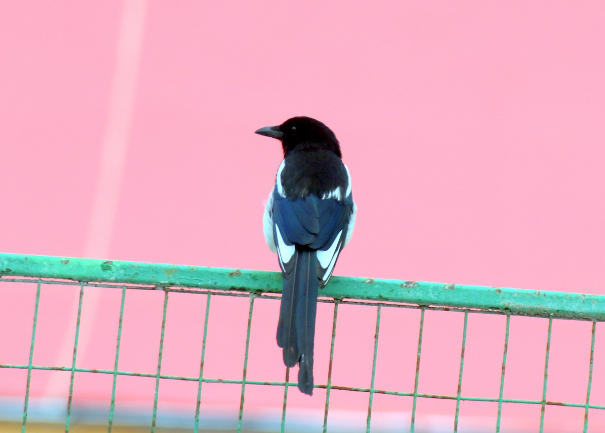 Black-billed Magpie - ML621336846