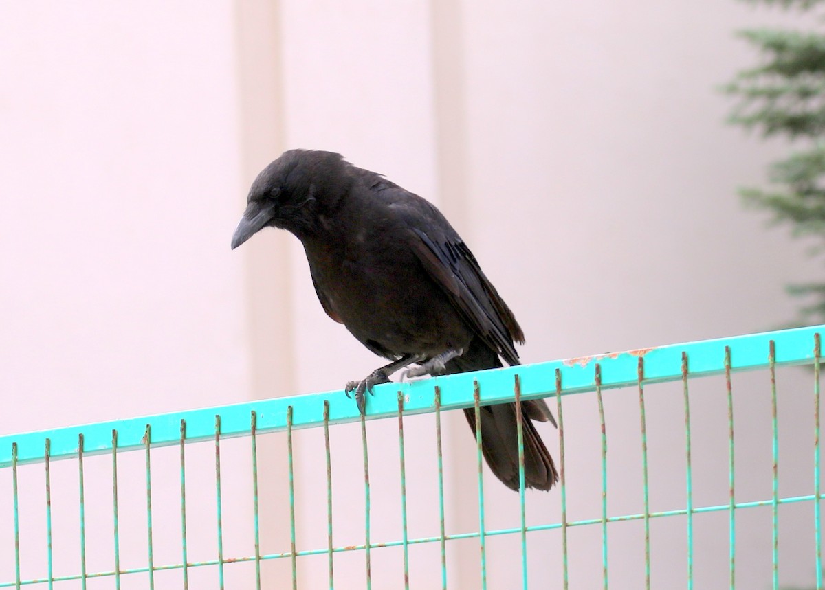 American Crow - ML621336847