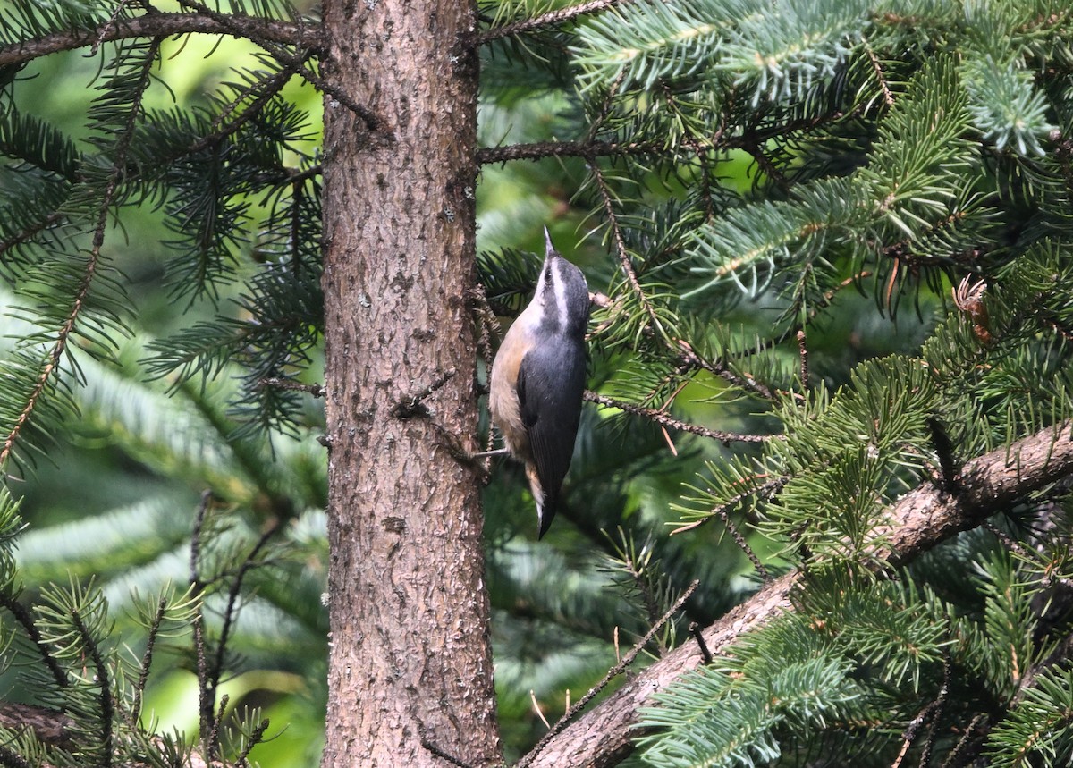 Red-breasted Nuthatch - ML621336863