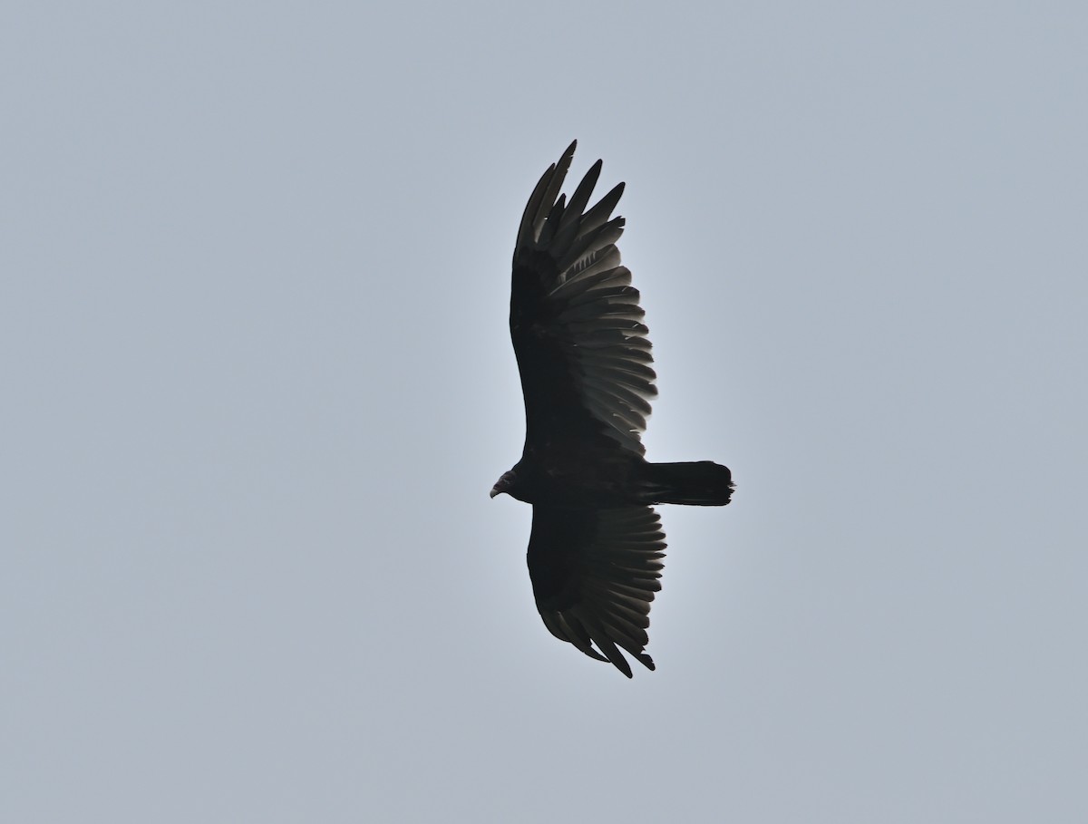 Turkey Vulture - ML621336866