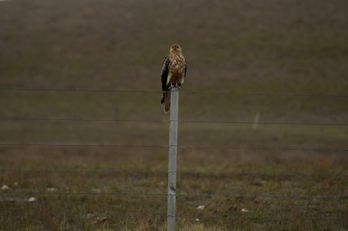 Whistling Kite - ML621336903