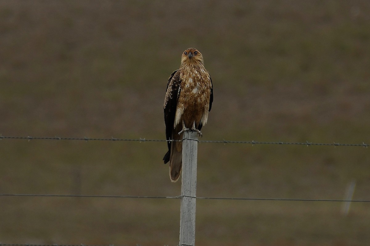Whistling Kite - ML621336904