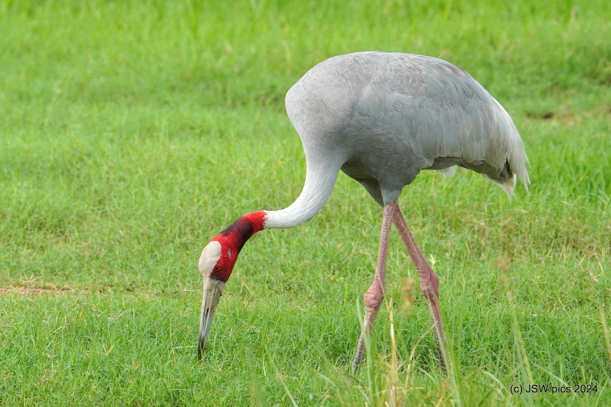 Sarus Crane - ML621337181