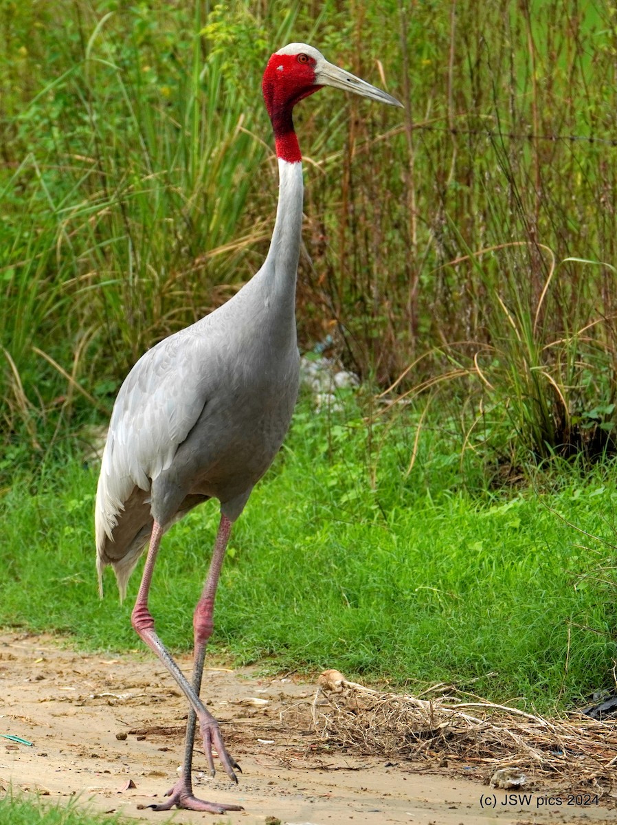 Sarus Crane - ML621337182