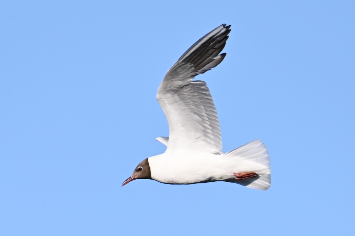 Black-headed Gull - ML621337189