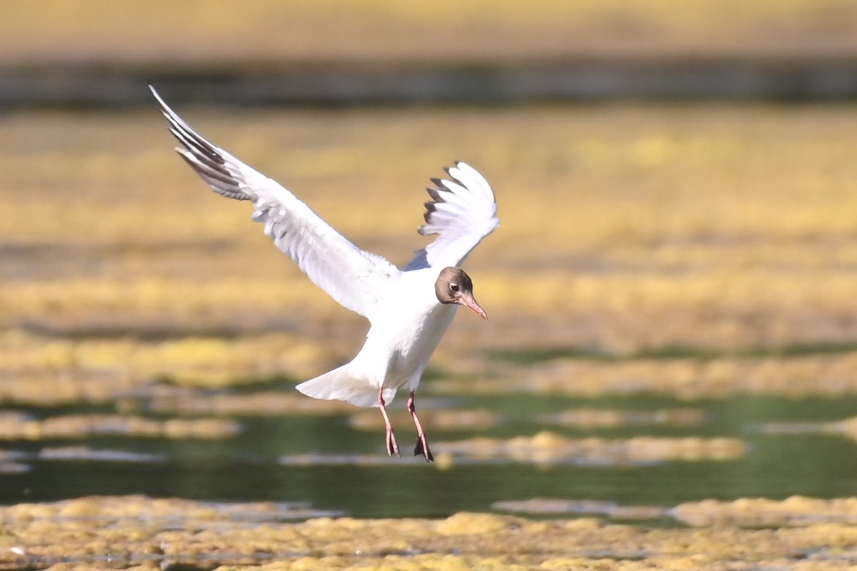 Black-headed Gull - ML621337193