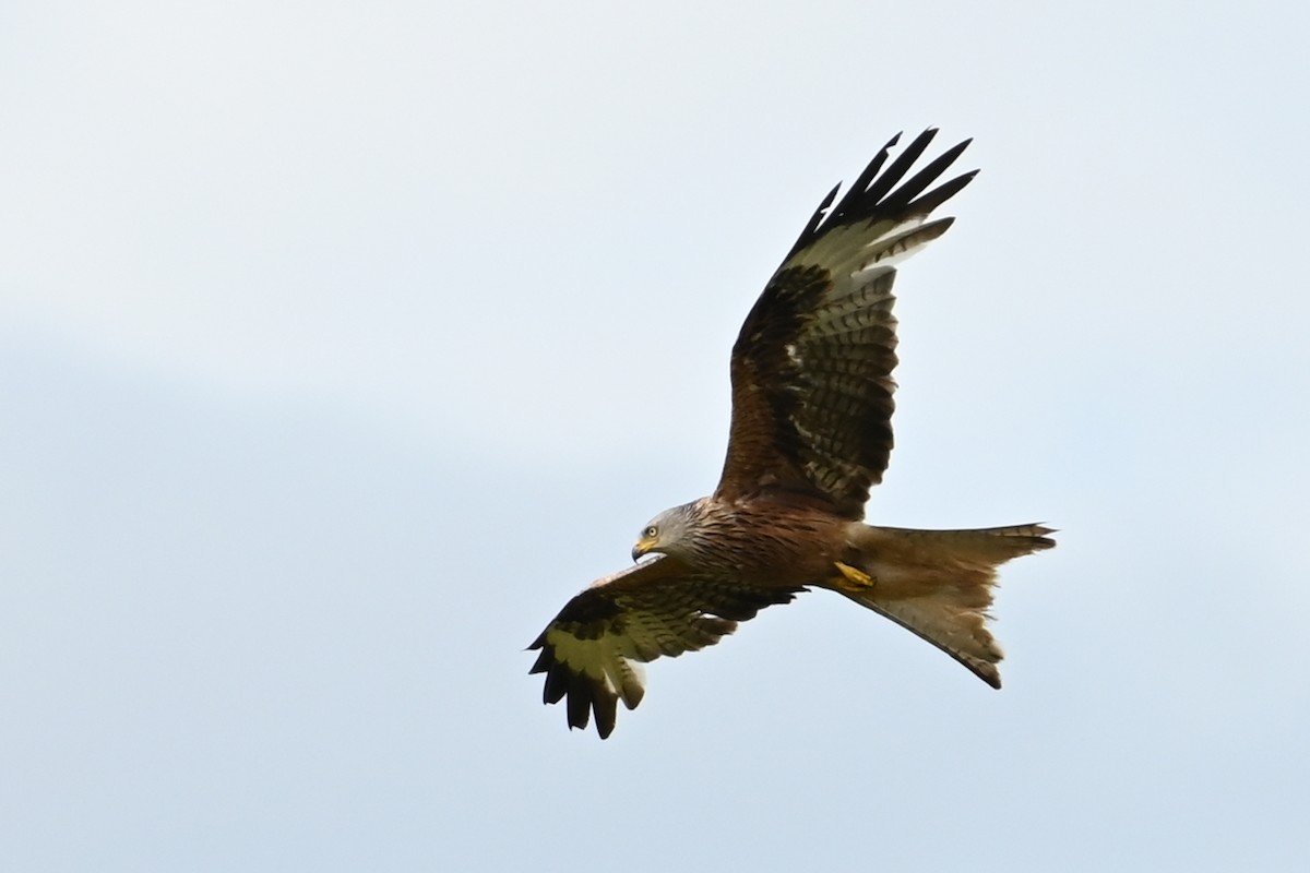 Red Kite - ML621337229