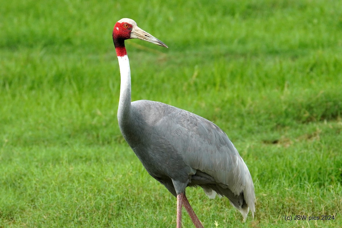 Sarus Crane - ML621337244