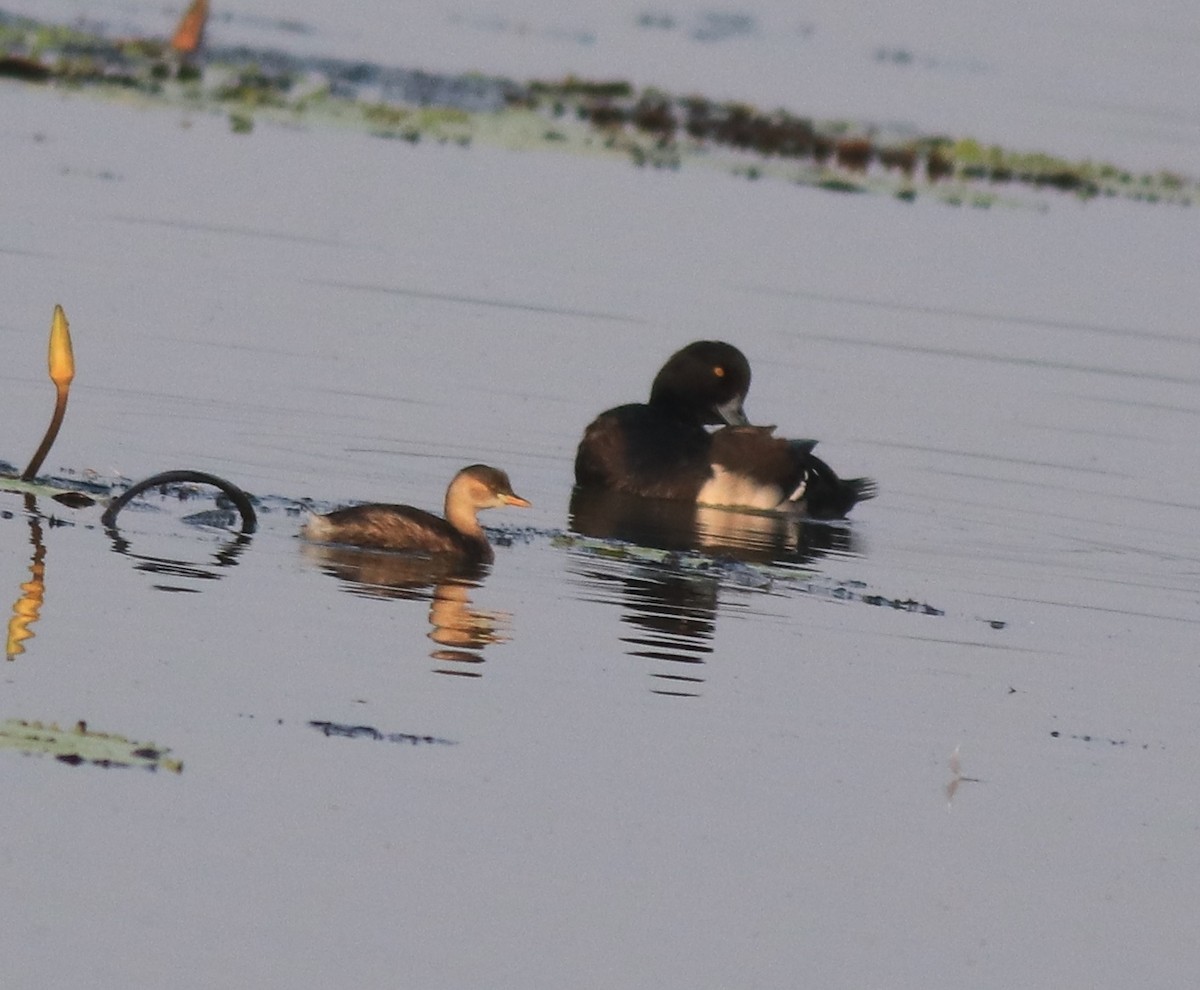 Little Grebe - Afsar Nayakkan