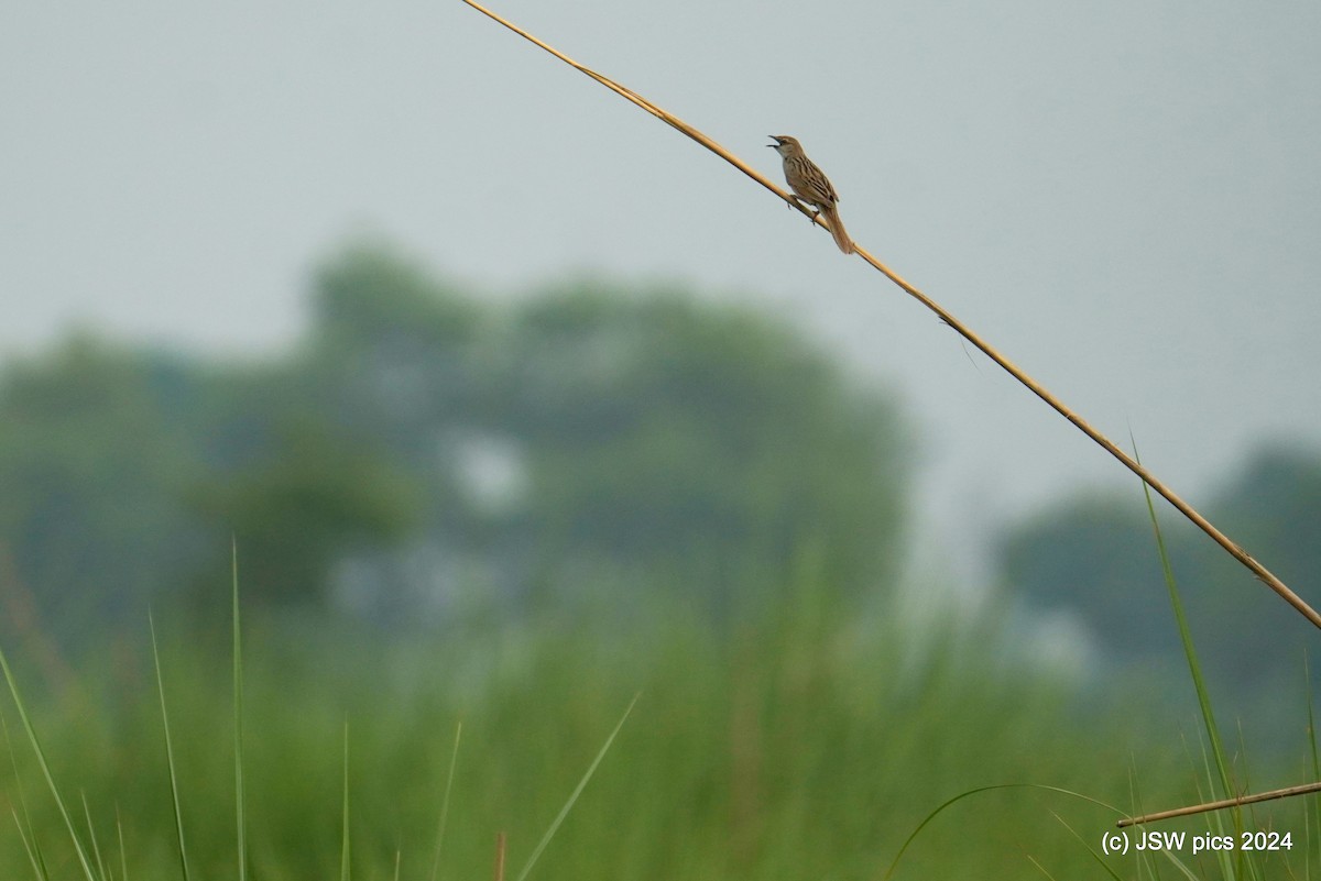 Bristled Grassbird - ML621337258