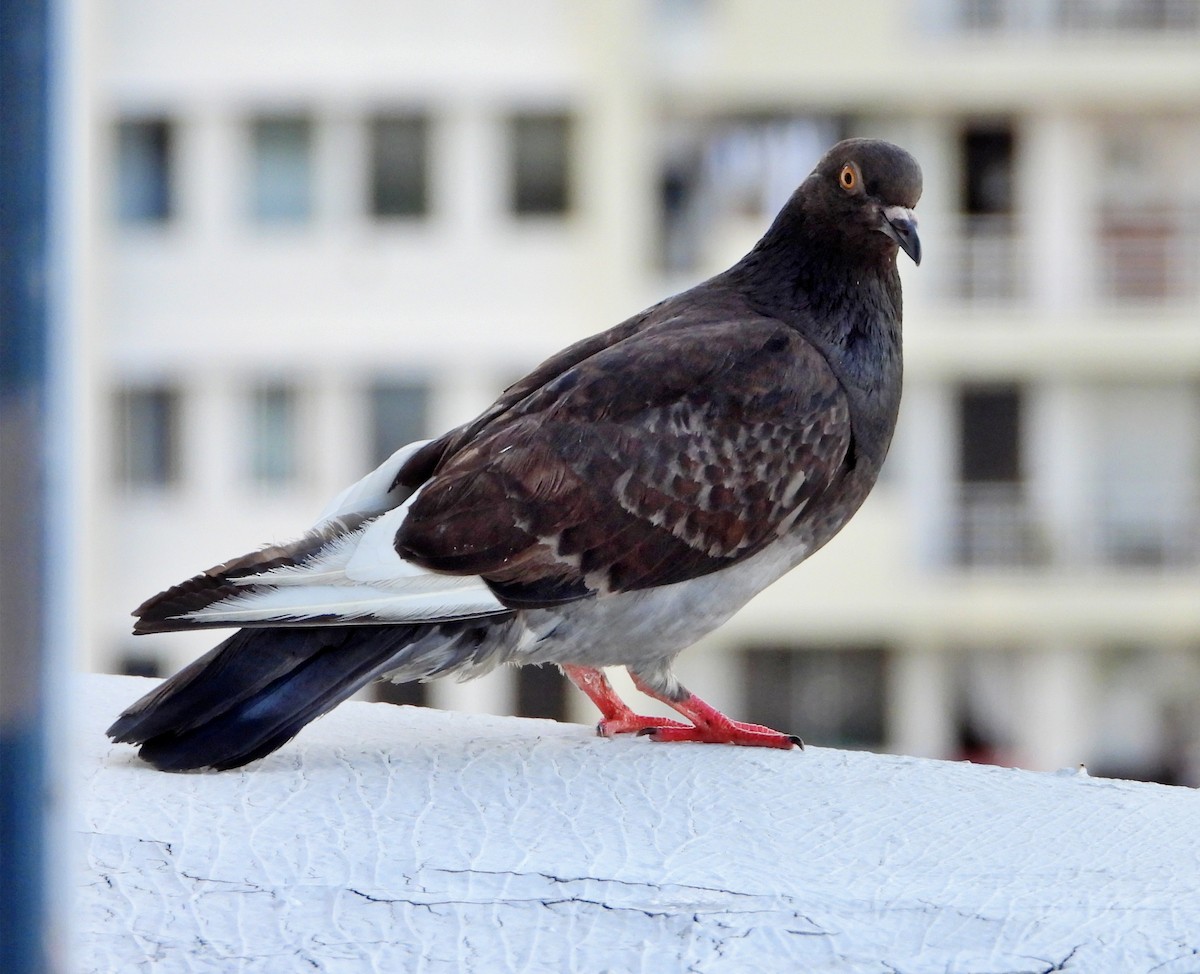 Pigeon biset (forme domestique) - ML621337308
