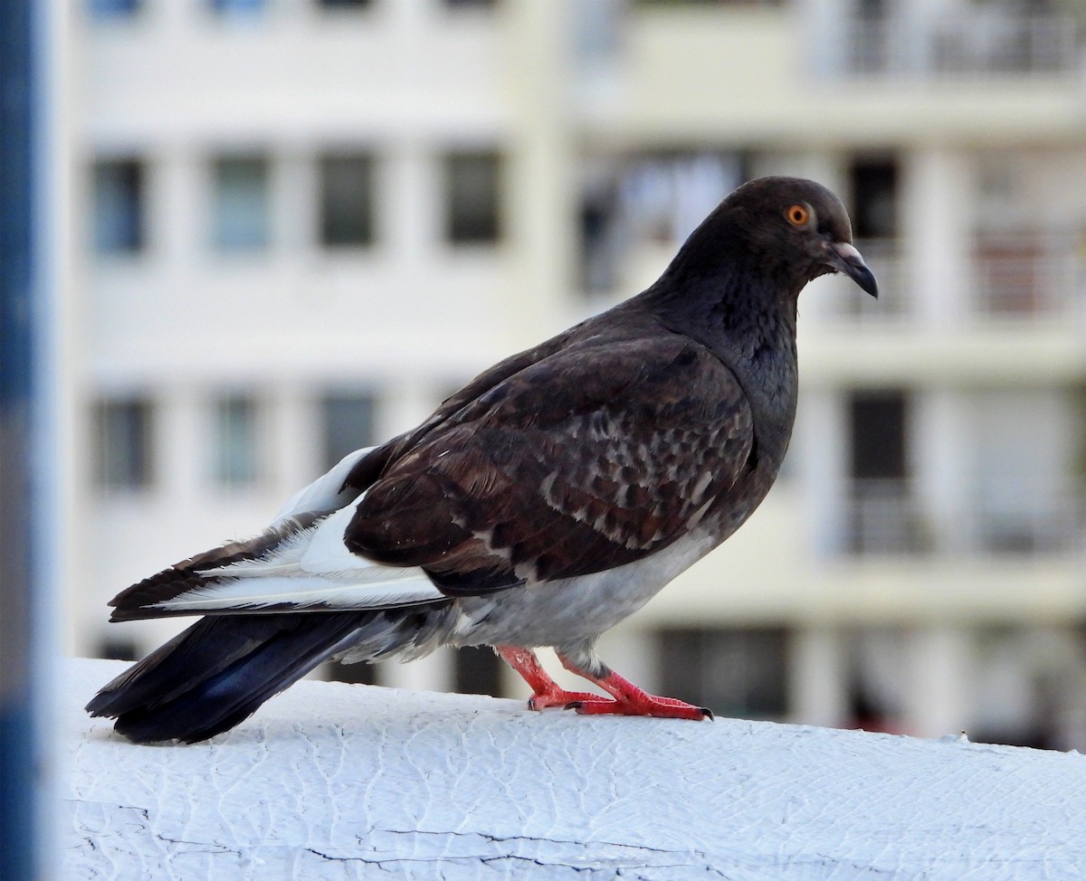 Pigeon biset (forme domestique) - ML621337311