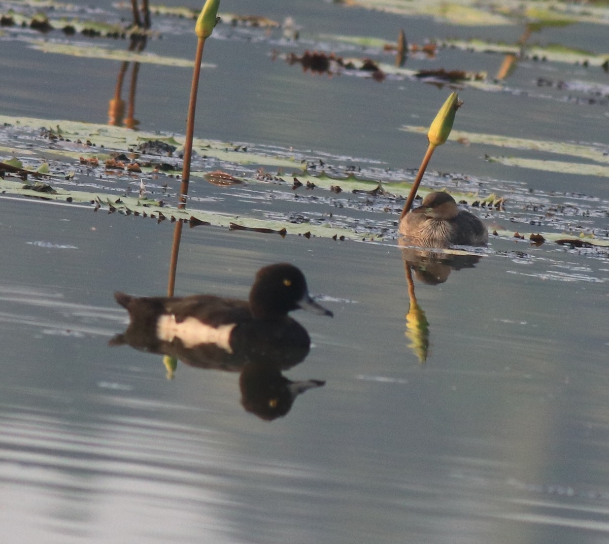 Little Grebe - Afsar Nayakkan