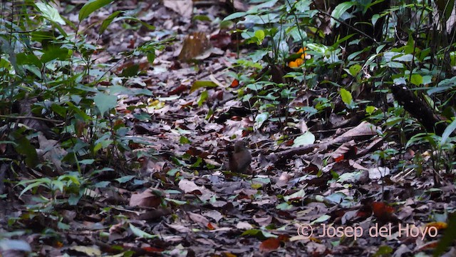 Black-faced Antthrush - ML621337423