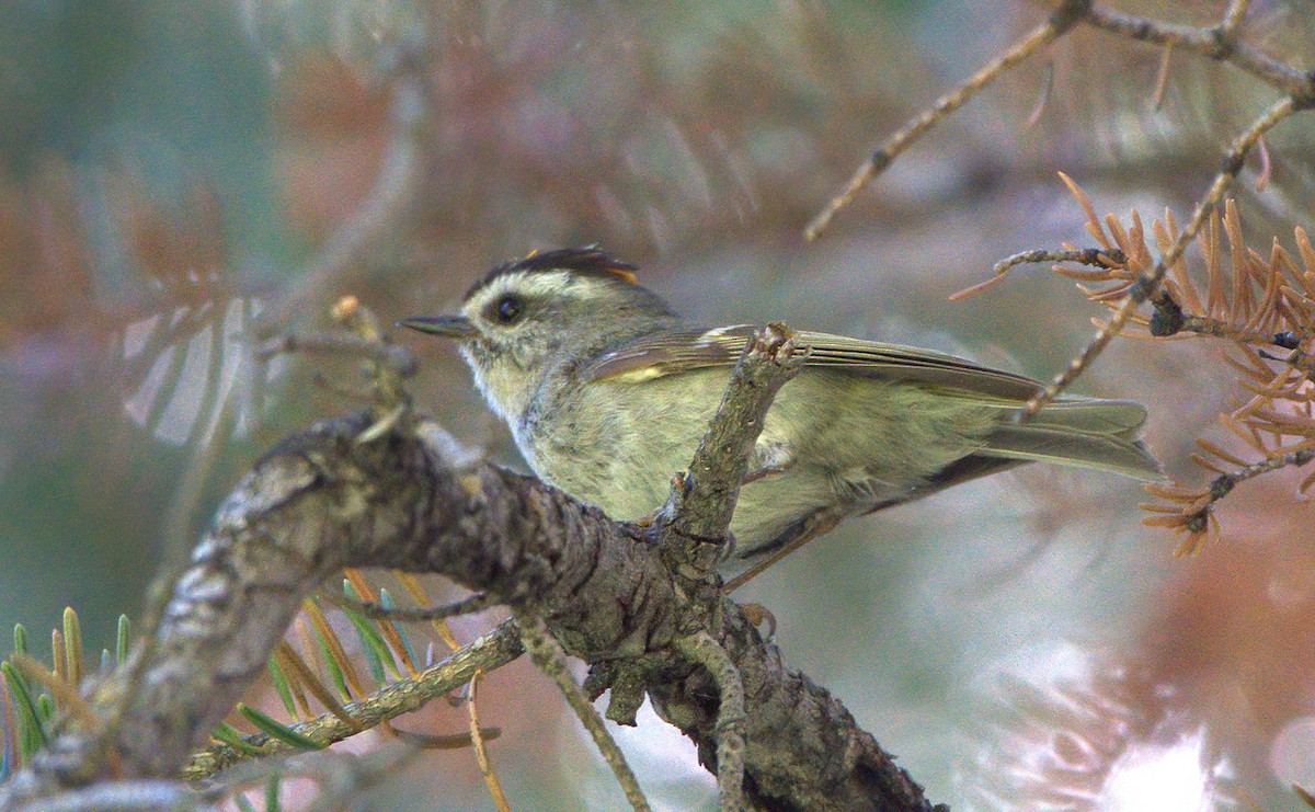 Golden-crowned Kinglet - ML621337513