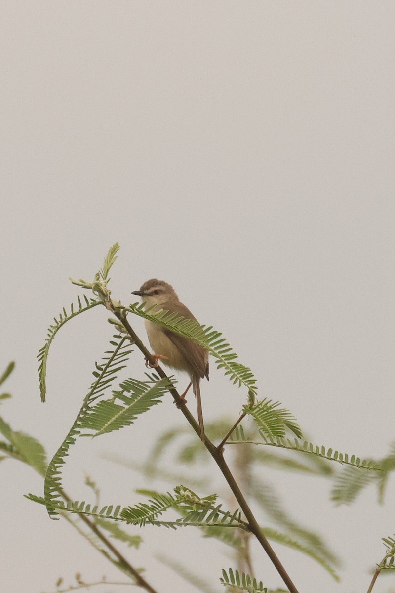 Prinia Modesta - ML621337553