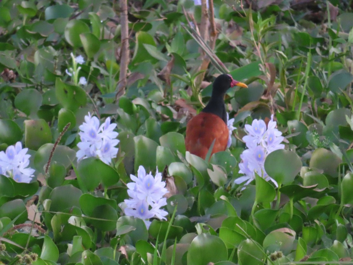 Wattled Jacana - ML621337558