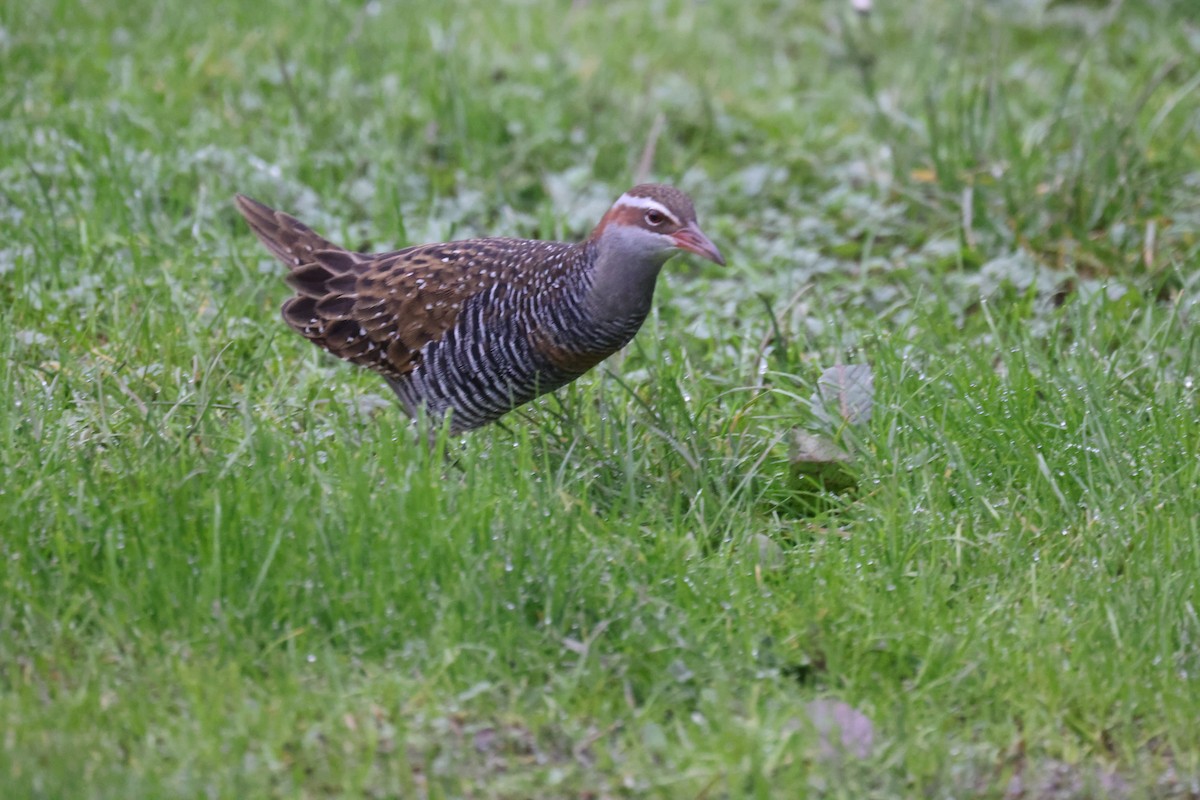 Buff-banded Rail - ML621337570