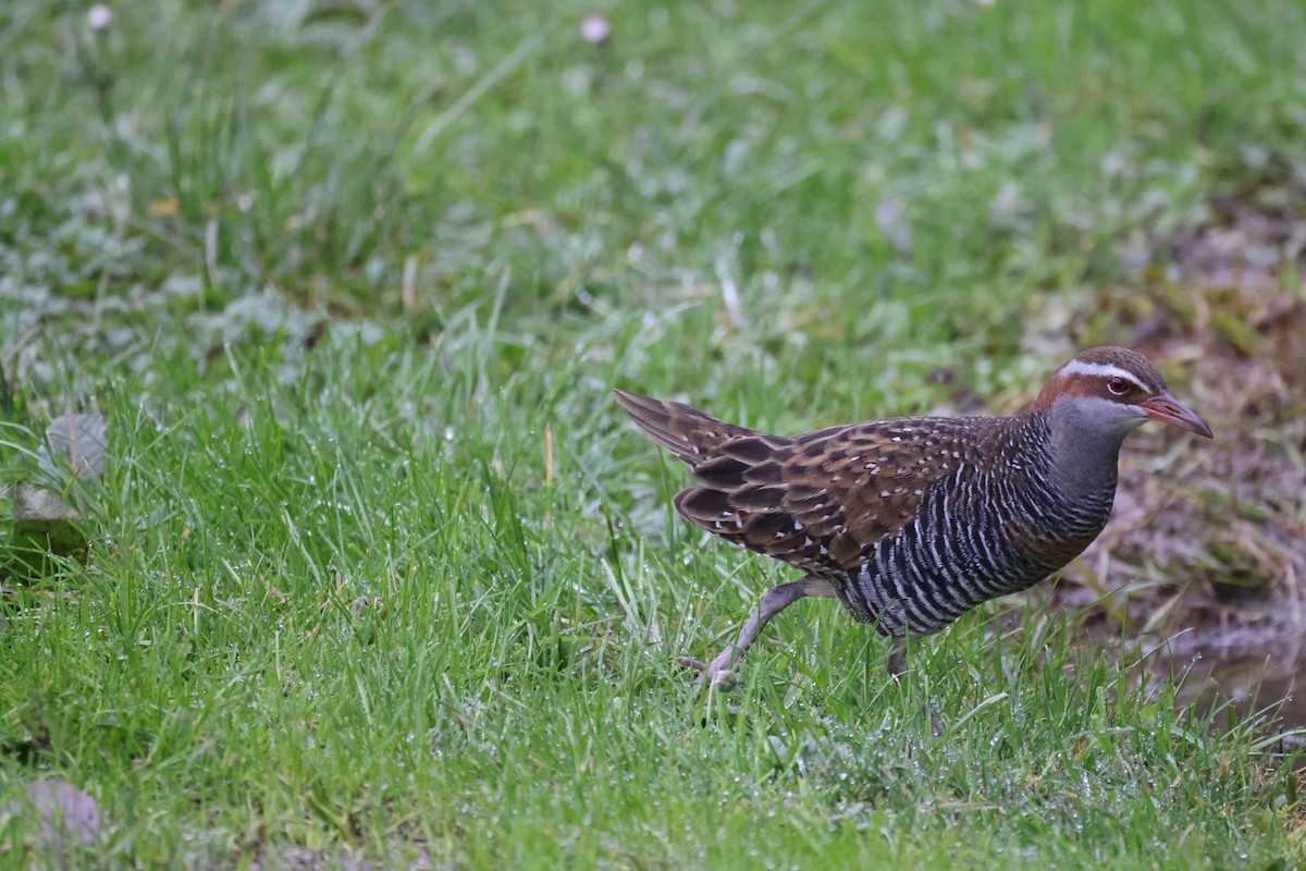 Buff-banded Rail - ML621337572