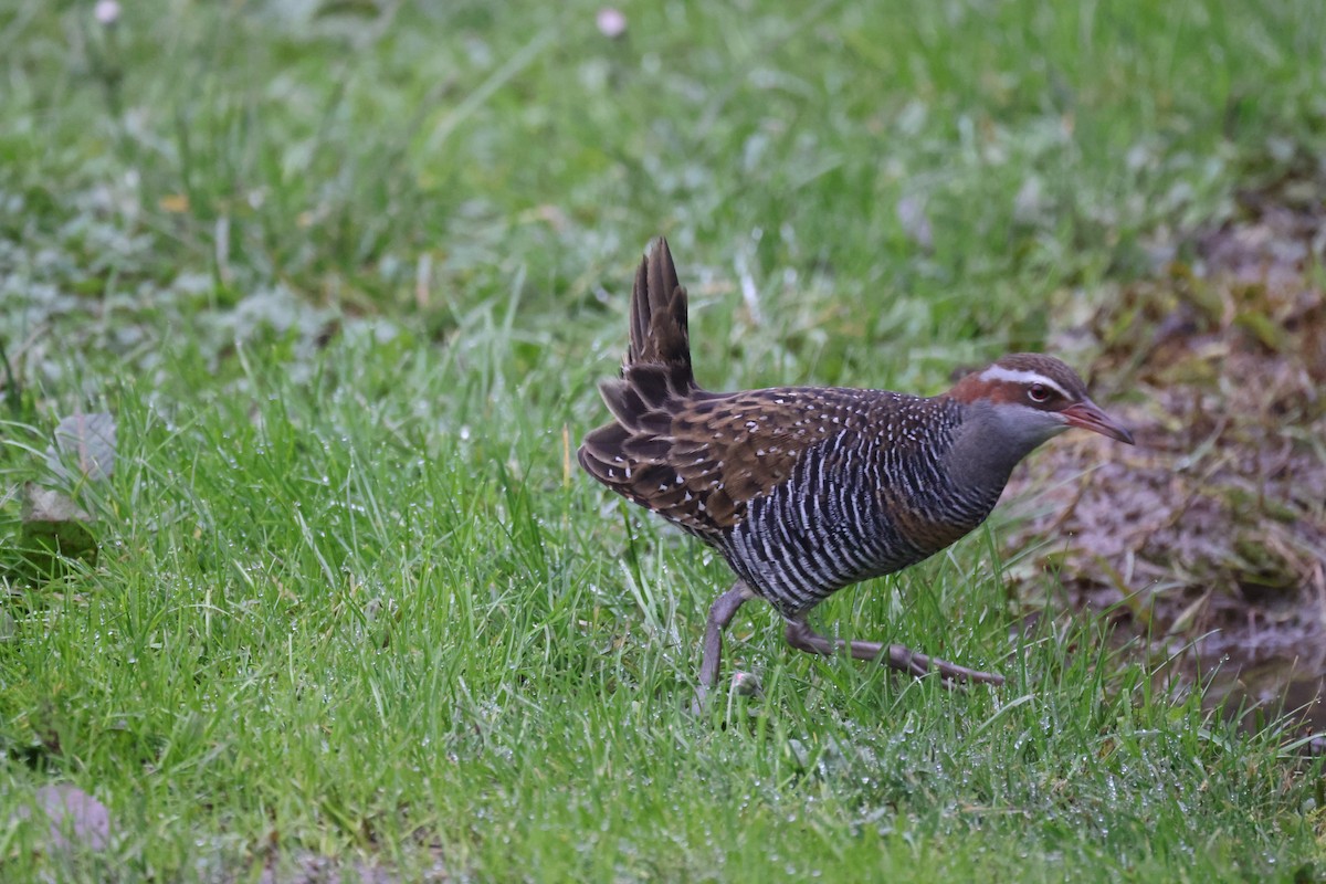 Buff-banded Rail - ML621337573