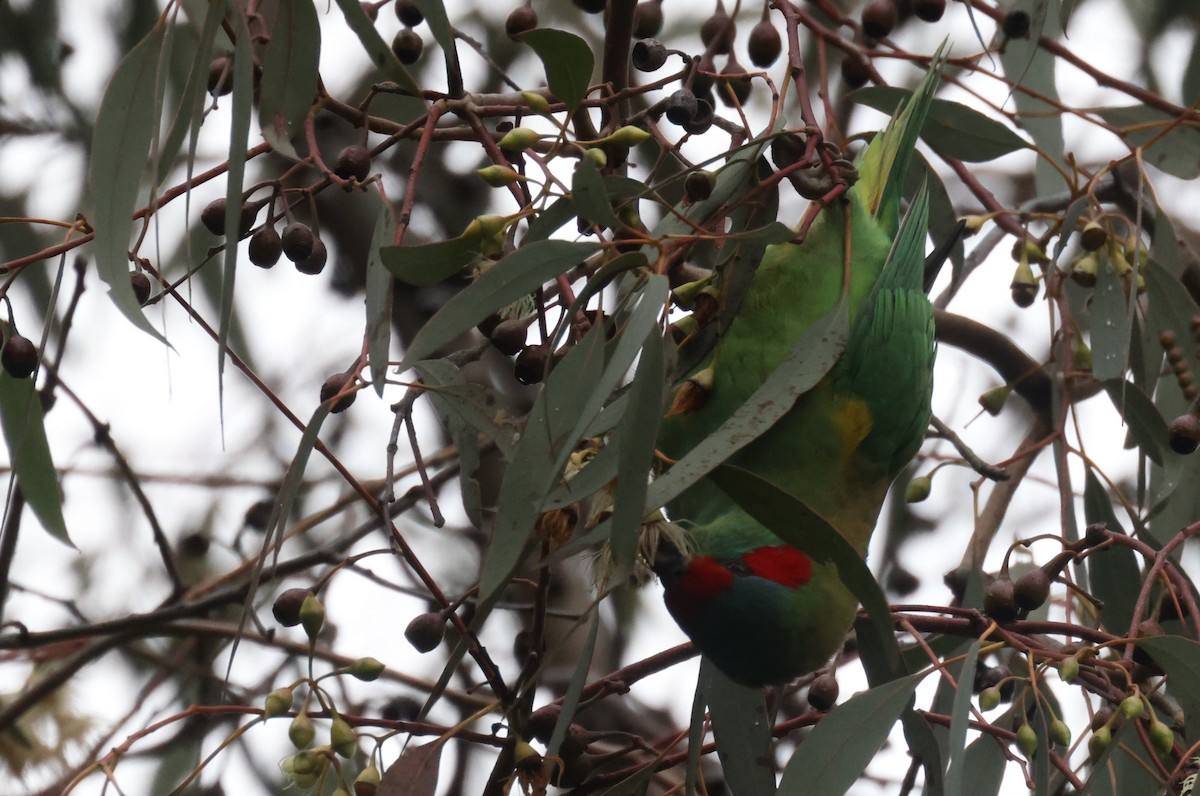 Musk Lorikeet - ML621337599
