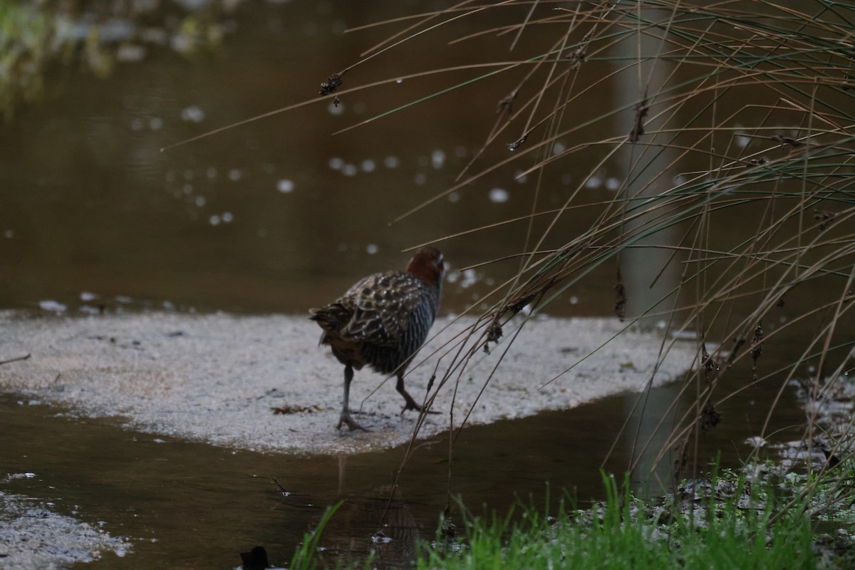 Buff-banded Rail - ML621337617