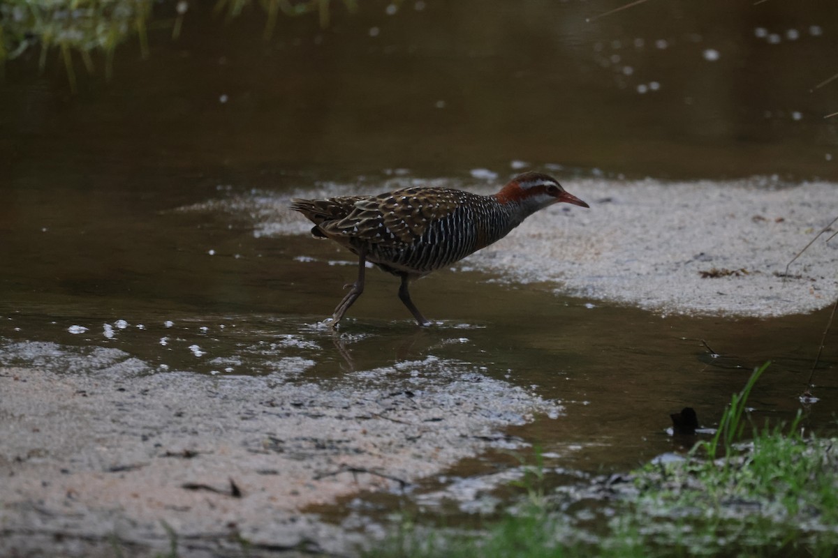 Buff-banded Rail - ML621337618