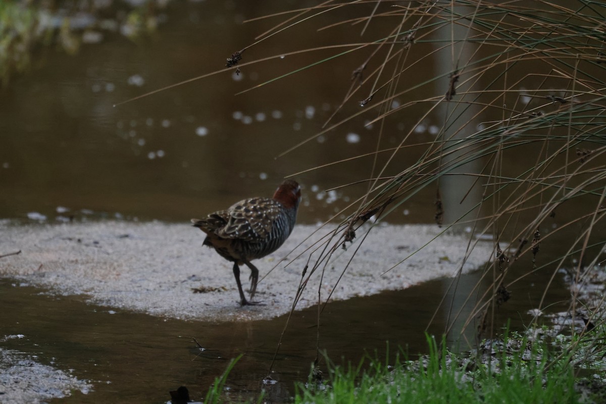 Buff-banded Rail - ML621337619