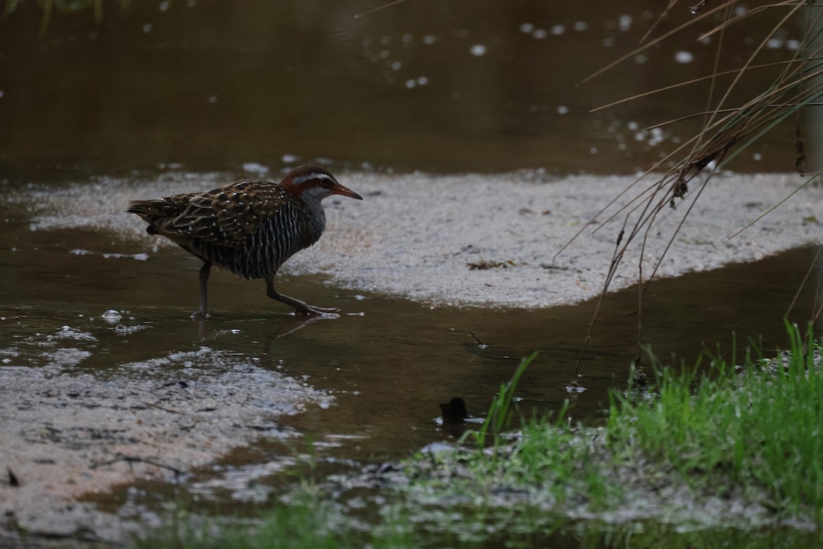 Buff-banded Rail - ML621337620