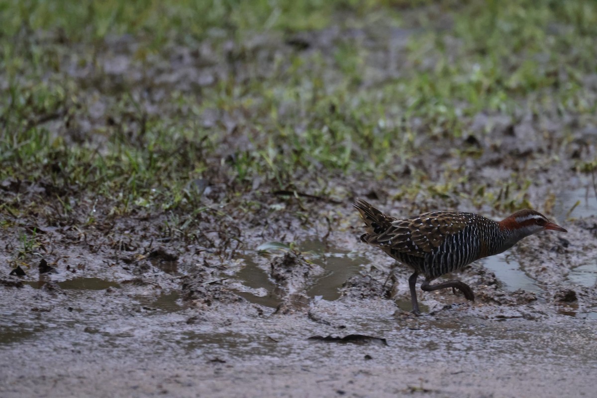 Buff-banded Rail - ML621337622
