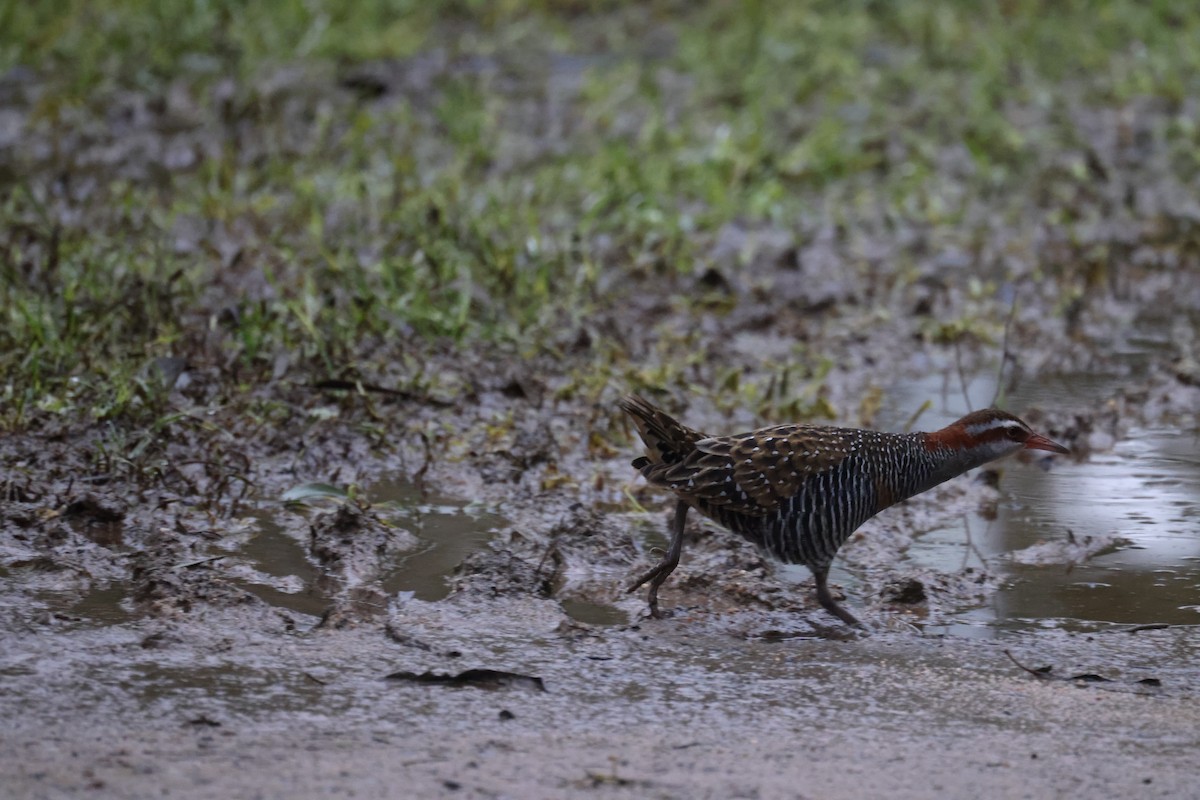 Buff-banded Rail - ML621337623