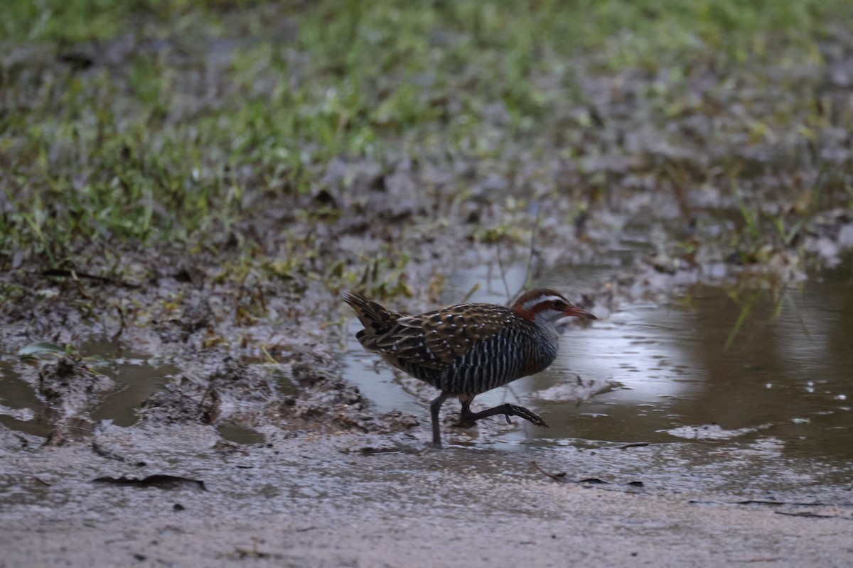Buff-banded Rail - ML621337624