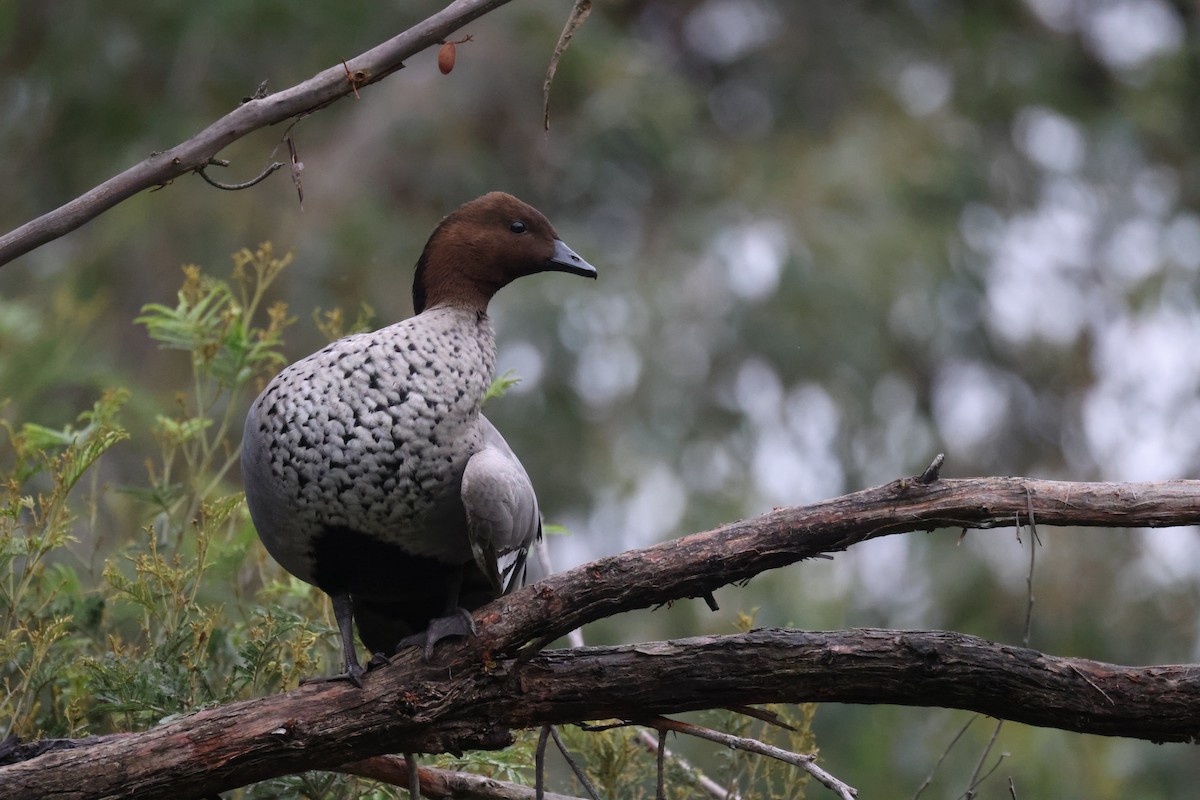 Maned Duck - ML621337643