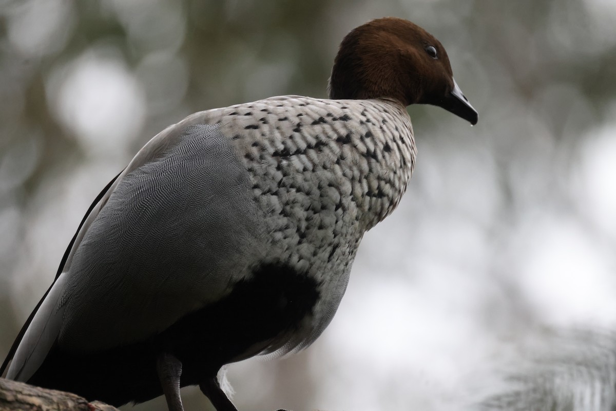 Maned Duck - ML621337644