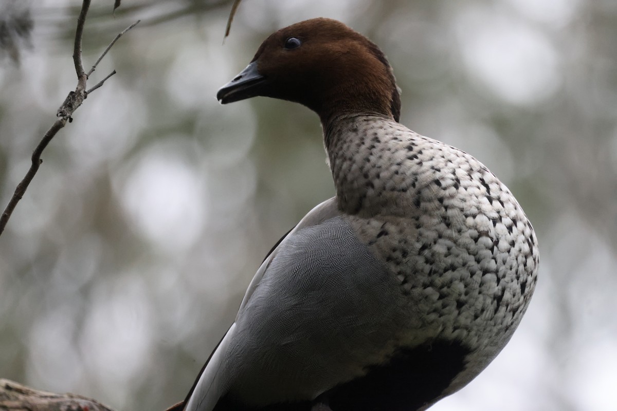 Maned Duck - ML621337658