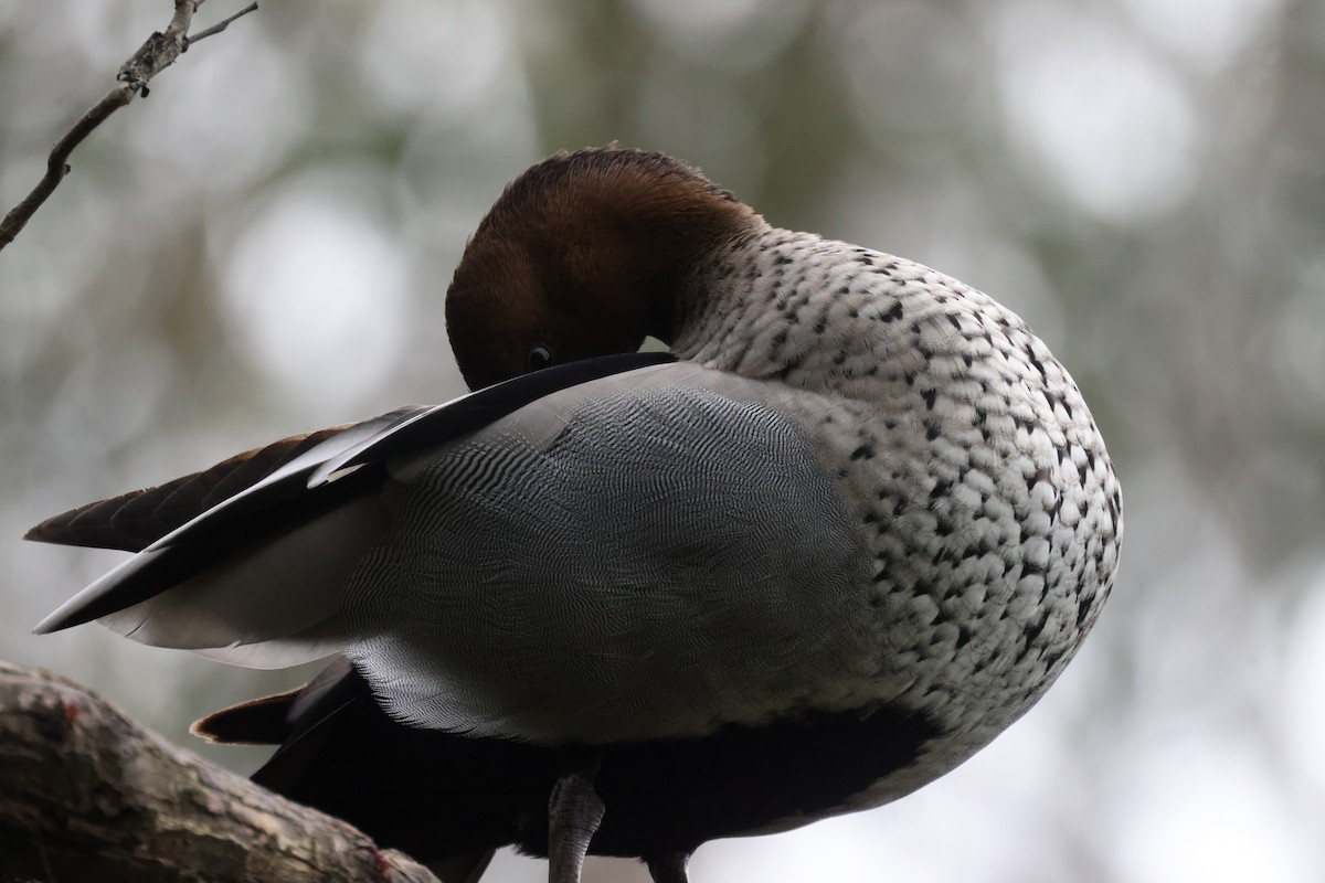Maned Duck - ML621337659