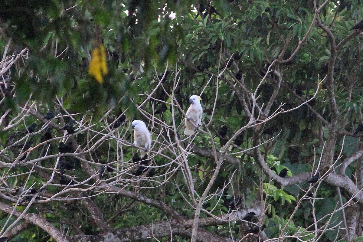 Blue-eyed Cockatoo - ML621337660