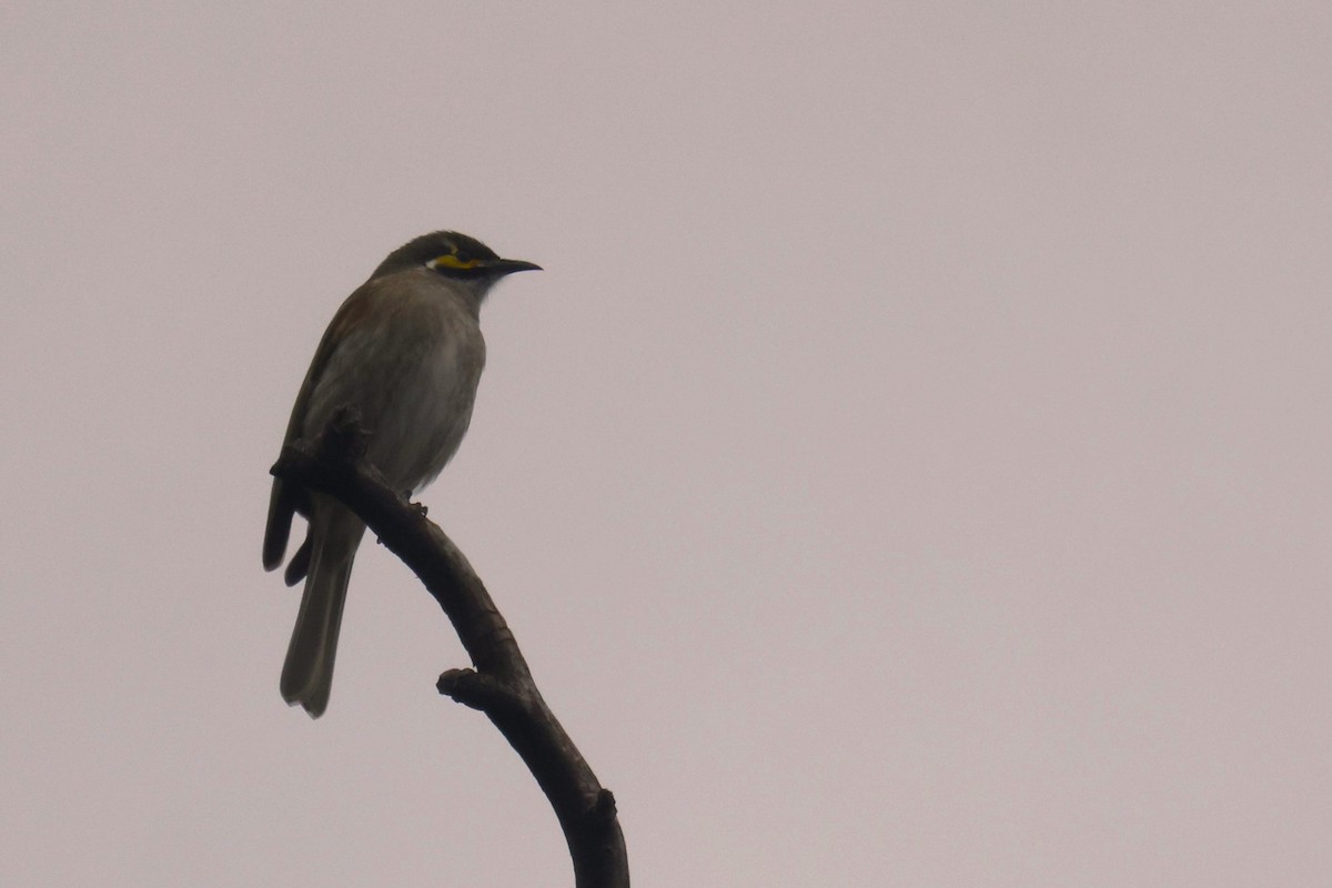 Yellow-faced Honeyeater - ML621337680