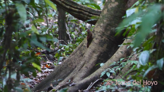 Olivaceous Woodcreeper - ML621337693