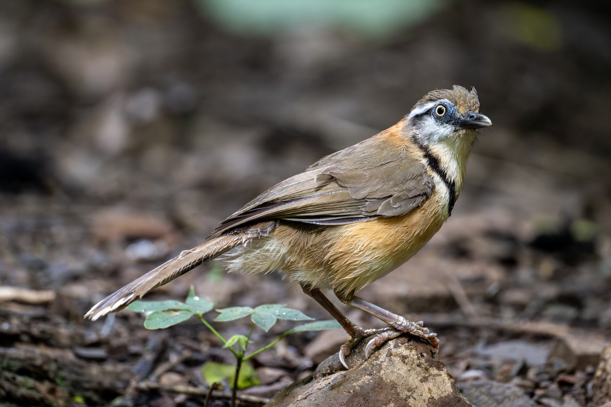 Lesser Necklaced Laughingthrush - ML621337704